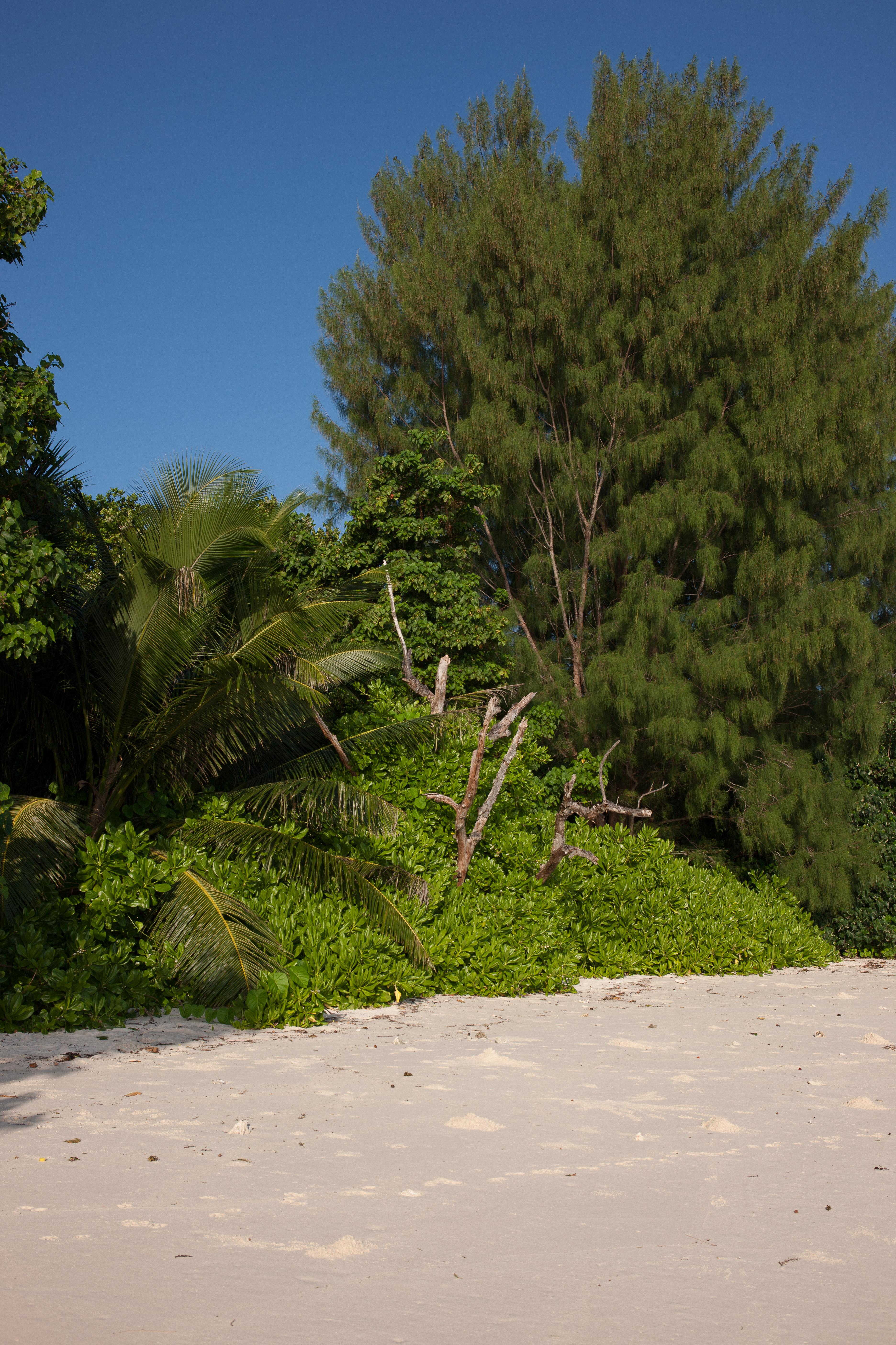 Le Relax Luxury Lodge La Digue  Extérieur photo